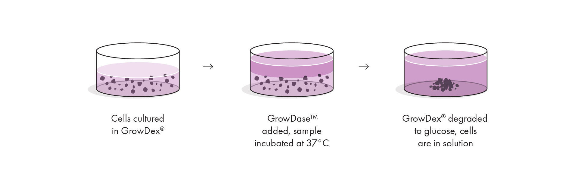 GrowDase™ 酵素
